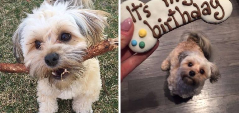 Havanese Breeders in Rhode Island