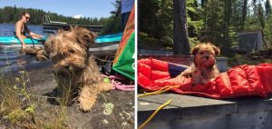 Havanese Breeders in Vermont