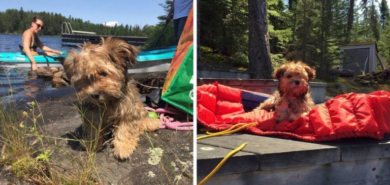 Havanese Breeders in Vermont