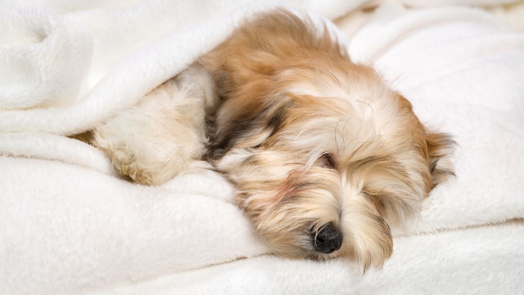 Havanese sleeping habits