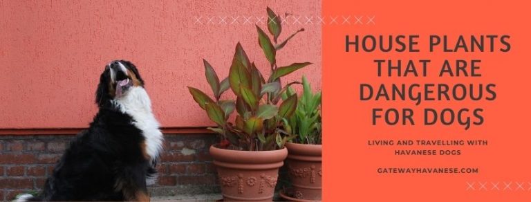 House Plants Poisonous to Dogs