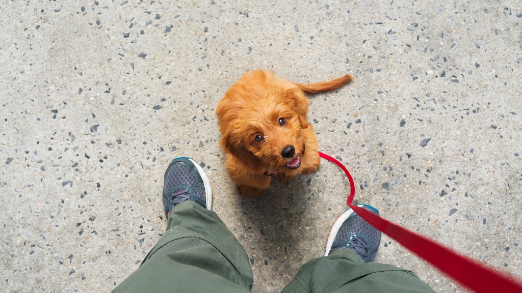 potty training a puppy with a bell (1)