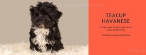 teacup havanese