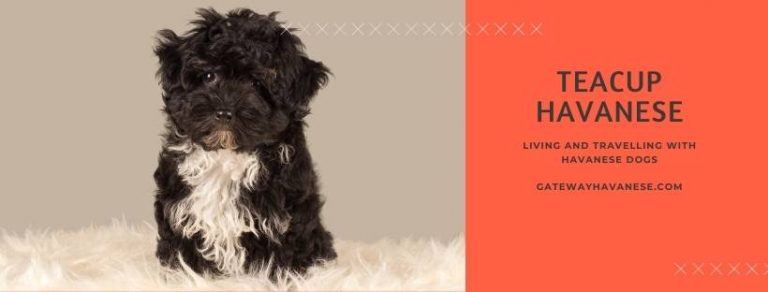 teacup havanese