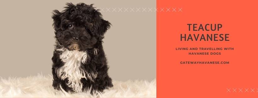 Teacup Havanese 7 Step Guide To The Miniature Havanese