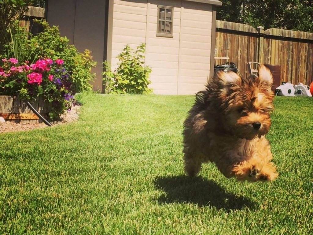 Puppy jumping on green grass