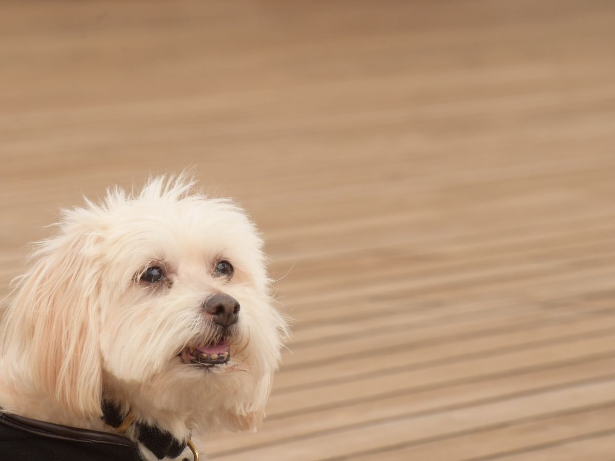 Can Havanese eat Pepper