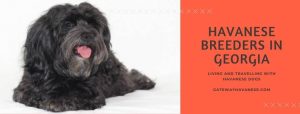 Havanese Breeders in Georgia