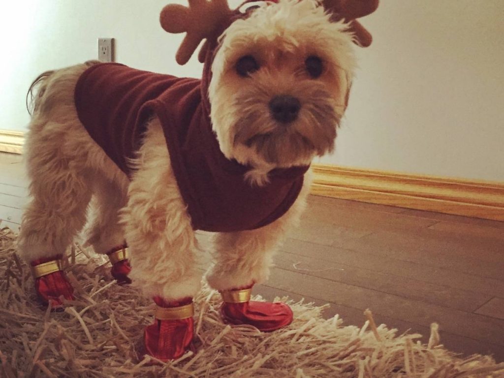 Havanese dog in raindeer outfit - Training a Havanese