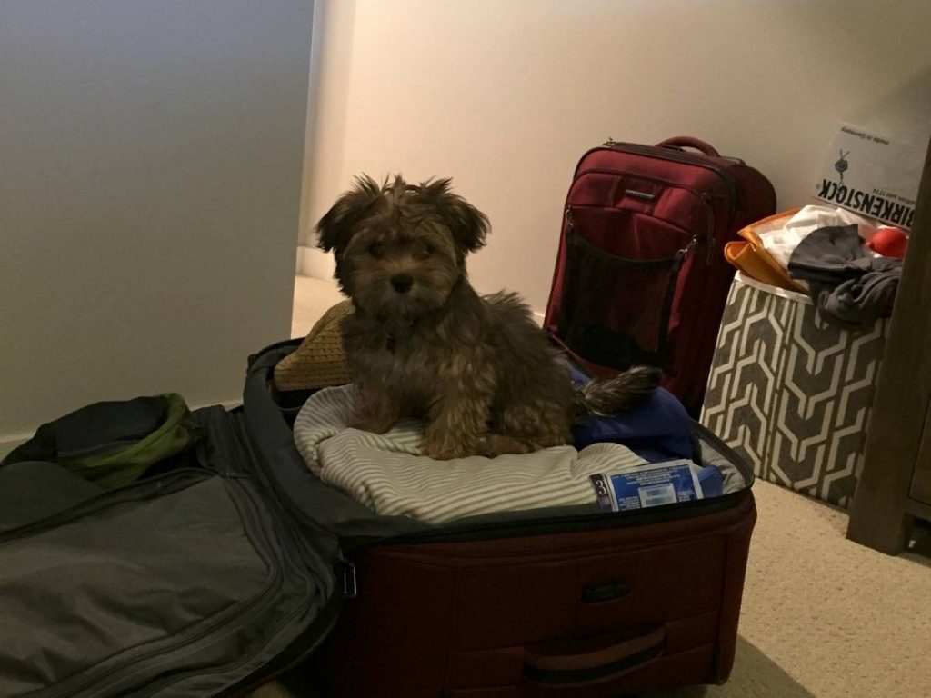 Havanese Puppy in Suitcase