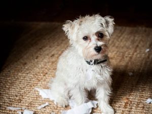 Havanese Golden Retriever Mix (1)