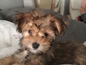 Havanese breeders in tennessee