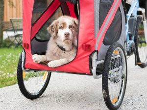 best bike dog trailers