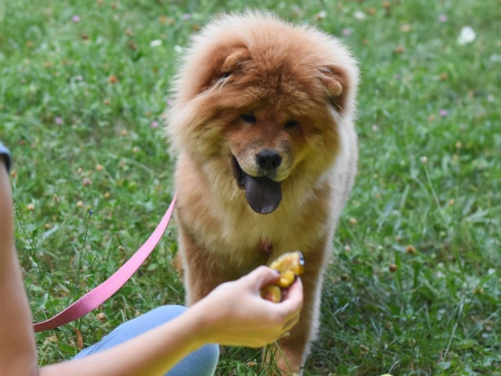 a dog eating a treat