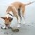 Can Dogs Eat Seaweed? 