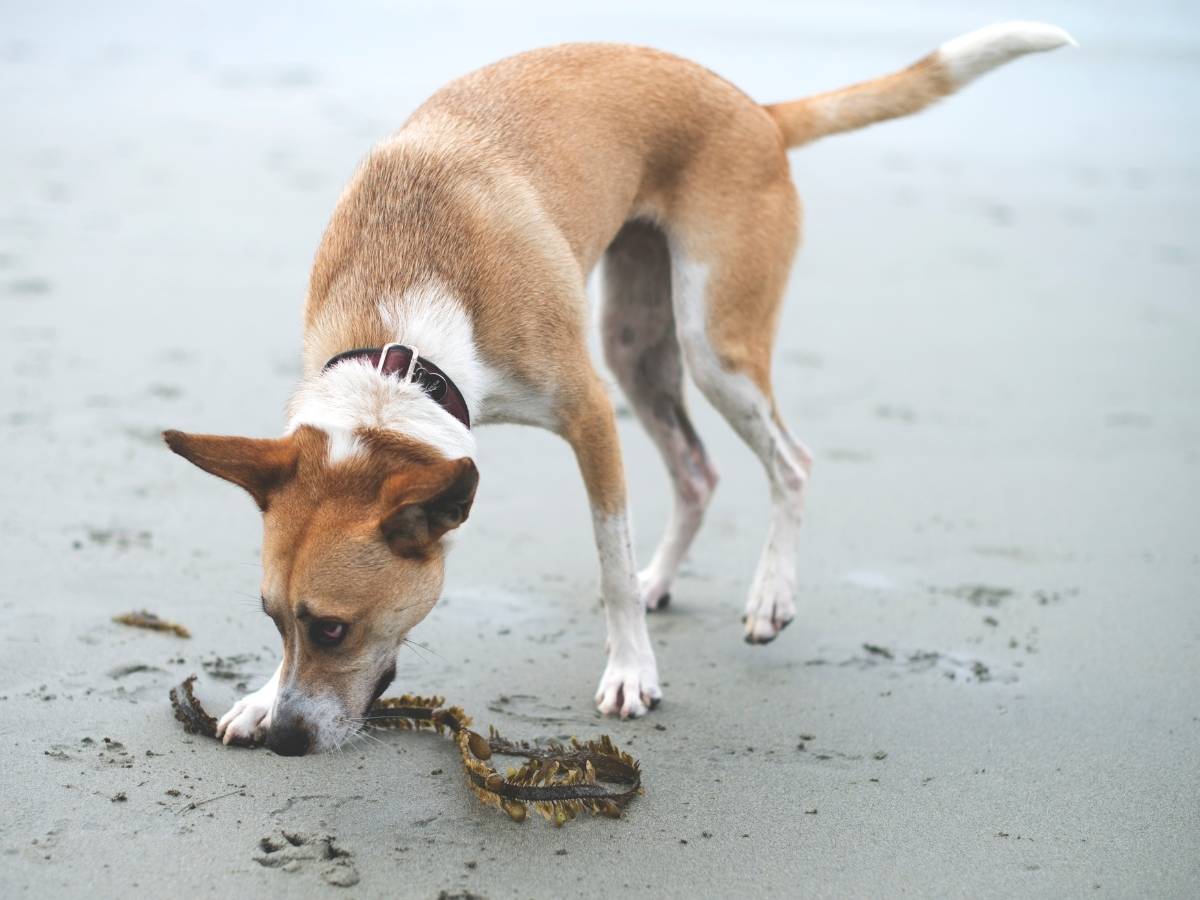 can dogs eat seaweed