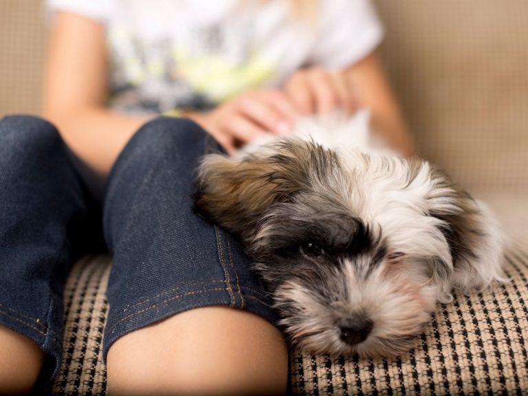 Havanese Breeders in Colorado