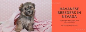 Havanese Breeders in Nevada