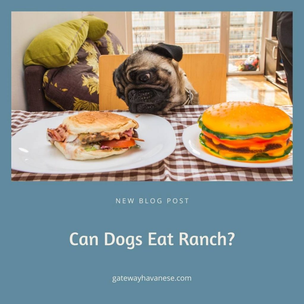 can dogs eat ranch