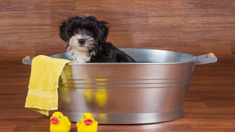 havanese breeders California