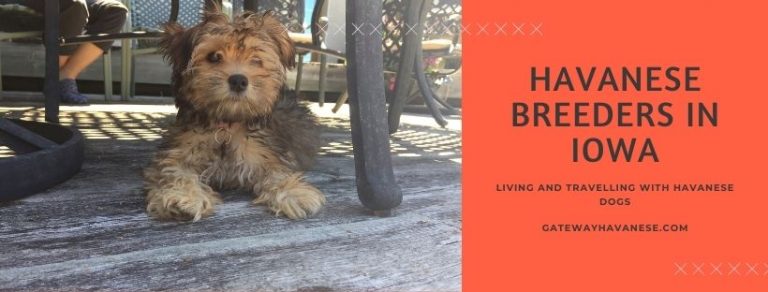 Havanese Breeders in Iowa