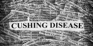 putting a dog down with cushings disease