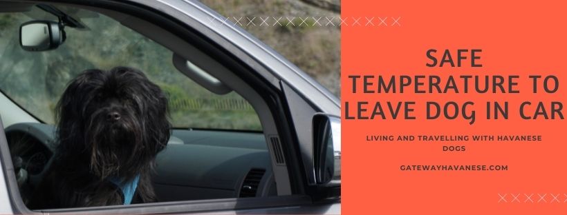 Safe Temperature to Leave Dog in Car | Gateway Havanese