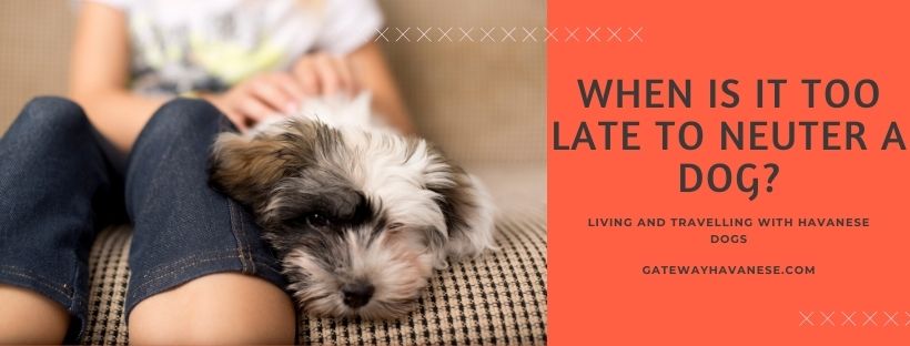 when-is-it-too-late-to-neuter-a-dog-gateway-havanese