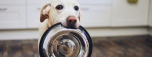 high fiber foods for dogs