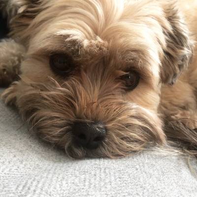 Havanese on a couch not shedding