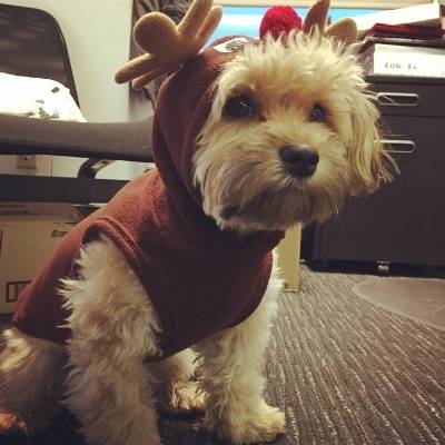 havanese wearing a Christmas outfit and not getting hair all over it. 