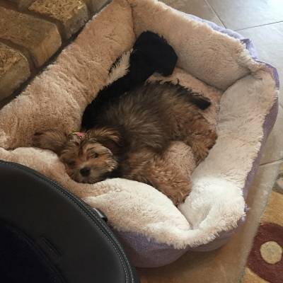 nessie the havanese laying in her bed super clean because she doesn't shed on it. 