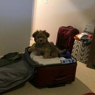 nessie dog in a suitcase not getting hair on the clothes. 