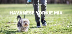 havanese yorkie mix