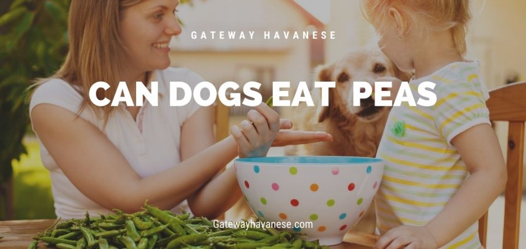 Woman and Girl giving a pea to a yellow lab dog