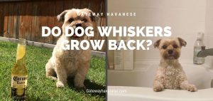 do dog whiskers grow back - gateway havanese