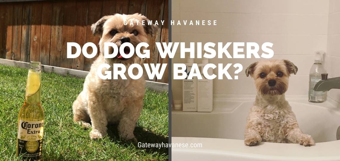 do dog whiskers grow back - gateway havanese