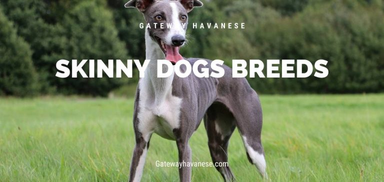 skinny dog breeds