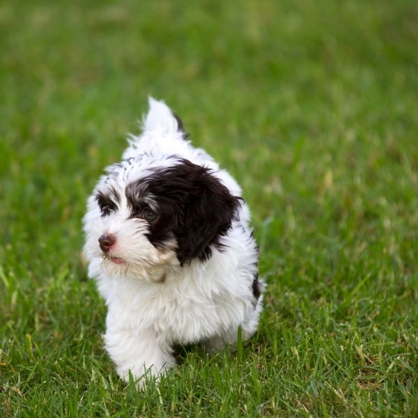 black and white havanese dog