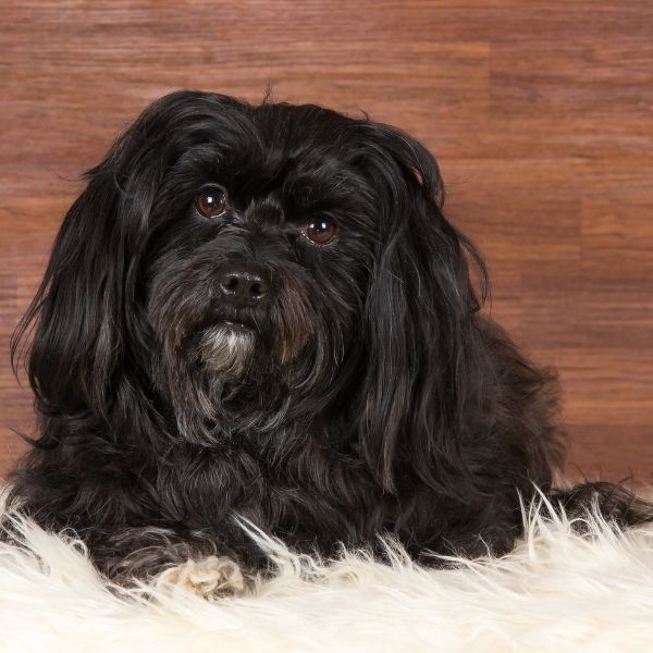 black havanese adult dog