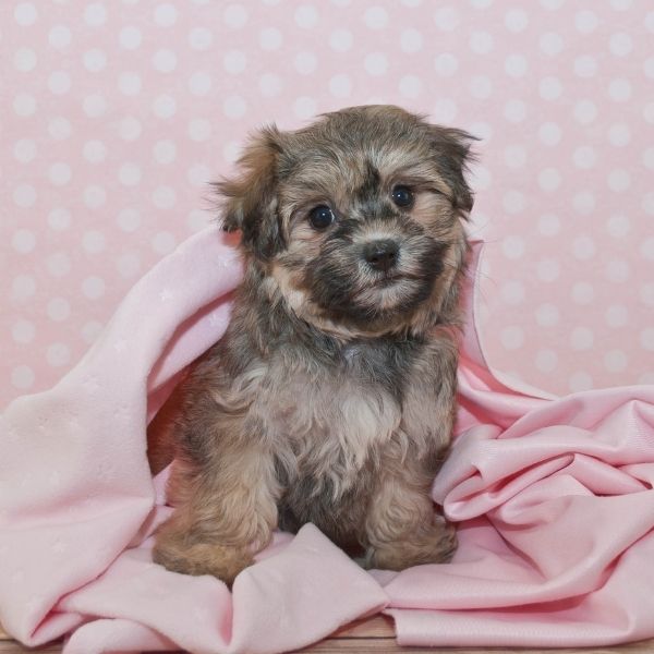 Havanese puppy, sable and grey