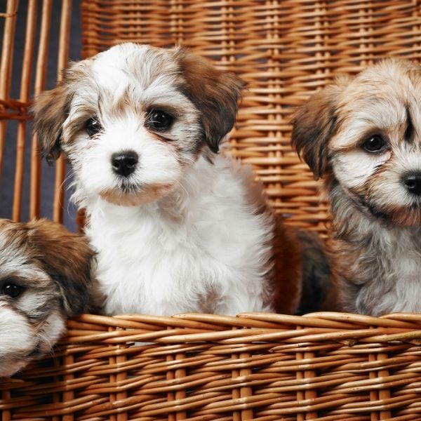 havanese puppies