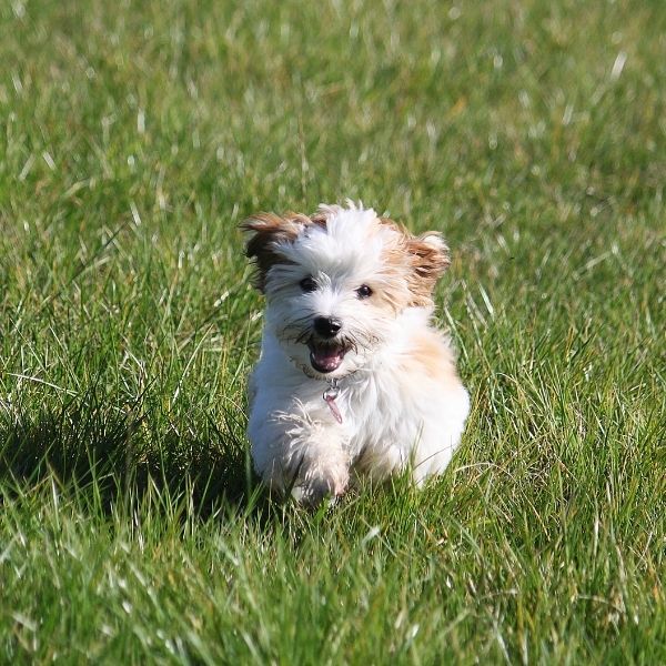 havanese puppy running