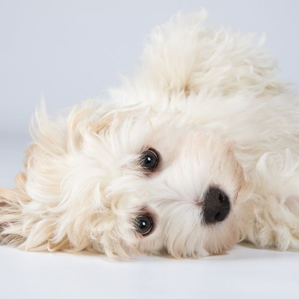 white havanese puppy / dog