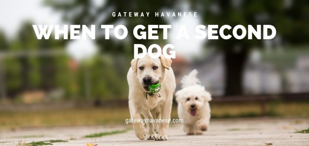 When to get a second dog