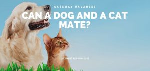 can a dog and a cat mate