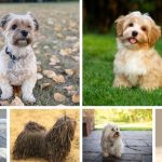 Gateway Havanese - Top 6 Havanese Haircuts