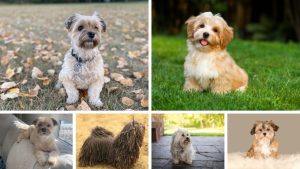 Gateway Havanese - Top 6 Havanese Haircuts