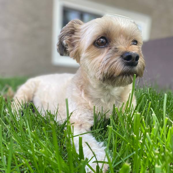 The Havanese Buzz Cut - Gateway Havanese (1)