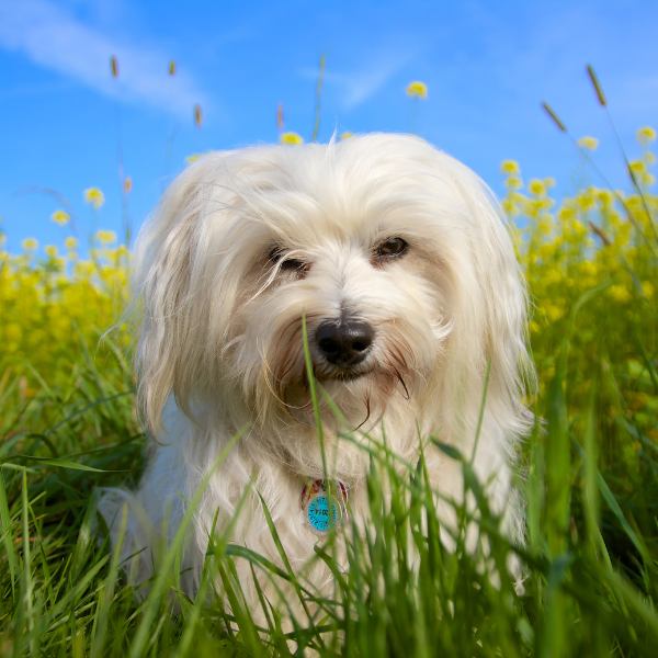 The Havanese Natural Hair Cut - Gateway Havanese